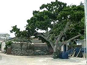 추도마을 당산나무 사진